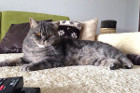 Cooper ist 16 Monate alt und lebt in Wien