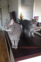 Cooper ist 16 Monate alt und lebt mit Cheester in Wien