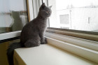 Idefix alias Sir Leopold ist 4 Monate alt und lebt in Wels