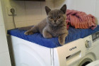 Idefix alias Sir Leopold ist 4 Monate alt und lebt in Wels