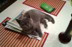 Idefix alias Sir Leopold ist 4 Monate alt und lebt in Wels