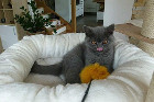 Felipe alias Balou ist 4 Monate alt und lebt in Bad Zell/OÖ