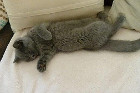 Felipe alias Balou ist 4 Monate alt und lebt in Bad Zell/OÖ