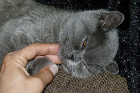 Felipe alias Balou ist 4 Monate alt und lebt in Bad Zell/OÖ