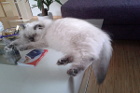 Elliot alias Fluffy ist 4 Monate alt und lebt in Gmünd/NÖ