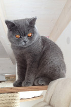 Felipe alias Balou ist 6 Monate alt und lebt in Bad Zell(OÖ