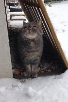Cooper alias Coopsi lebt in Wien