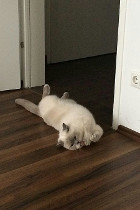 Easy lebt mit seiner Mama Key in Laakirchen/OÖ
