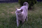 Idefix alias Sir Leopold ist 1 Jahr alt und lebt in Wels