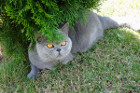 Idefix alias Sir Leopold ist 1 Jahr alt und lebt in Wels