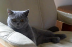 Isaak alias Timo ist 1 Jahr alt und lebt in Aurolzmünster/OÖ