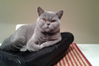 Idefix alias Sir Leopold ist 6 Monate alt und lebt in Wels
