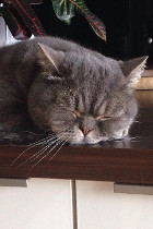 Cooper alias Coopsi lebt in Wien