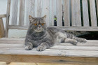 Cooper ist 2 Jahre alt und lebt mit Chester in Wien