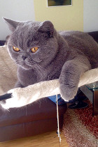 Idefix alias Sir Leopold lebt in Wels/OÖ