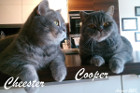 Cooper ist 3 Jahre alt und lebt mit Cheester in Wien