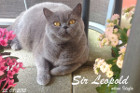 Idefix alias Sir Leopold ist 2 Jahre alt und lebt in Wels OÖ