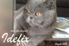 Idefix alias Sir Leopold ist 2 Jahre alt und lebt in Wels OÖ