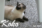 Koko ist 1 Jahr alt geworden und lebt in Weikendorf / NÖ
