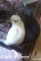Layla und ihr Herzenspartner Gonzo