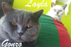 Layla lebt mit Gonzo in Wien