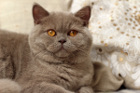 Mary Jane alias Heidi lebt mit Mama Baylee in Krems