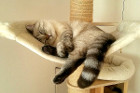 Kasper beim Chillen