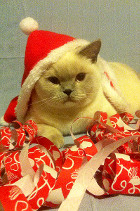 Layla gefällt die Weihnachtsverkleidung