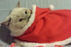 Layla verkleidet als Weihnachtskatze