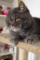Cooper alias Coopsi lebt in Wien
