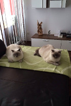 Easy lebt mit Mama Key zusammen in Laakirchen