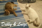 Debby und Luigi sind ein Traumteam !!