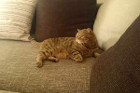 Debby beim Chillen
