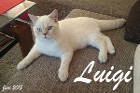 Luigi ist ein kleiner Frechdachs !!!