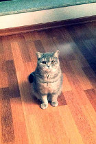 Fenja alias Shari ist 2 Jahre alt