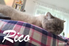 Rico beim Chillen