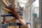 DaVinci genießt sein Katzenleben in seinem geliebten Wintergarten gemeinsam mit Mary Anne alias Coco