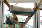 DaVinci genießt sein Katzenleben in seinem geliebten Wintergarten gemeinsam mit Mary Anne alias Coco
