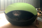 Cooper ist fast 4 Jahre alt und lebt bei einer ganz lieben Familie in Wien