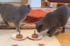 Auch alles Gute zum Geburtstag für Nacho und Noah alias Ari und Dio