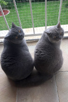Ari & Dio sind ein eingeschworenes Duo, man bedrachte nur die beiden Schwänze wie sie übereinander liegen