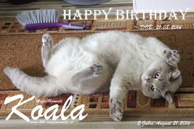 Alles Gute zum 2.Geburtstag liebe Koala !!