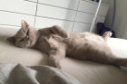 Paco ist 8 Monate alt und ein richtiger Genußspecht !! Er lebt in Salzburg