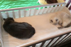 Layla ist 2 Jahre alt und lebt mit Gonzo in Wien.