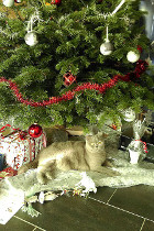 Jason als Geschenk unterm Christbaum