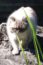Rico ist gute 5 Jahre alt und lebt mit seiner Tochter Chiara in Bad Ischl