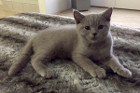 Perry ist 3 Monate alt und gerade mit seiner Mama zur neuen Familie nach Hörsching gezogen