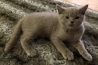 Perry ist 3 Monate alt und gerade mit seiner Mama zur neuen Familie nach Hörsching gezogen