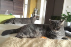 Cooper ist fast 4 Jahre alt und lebt bei einer ganz lieben Familie in Wien