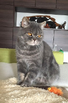 Cooper ist fast 4 Jahre alt und lebt bei einer ganz lieben Familie in Wien